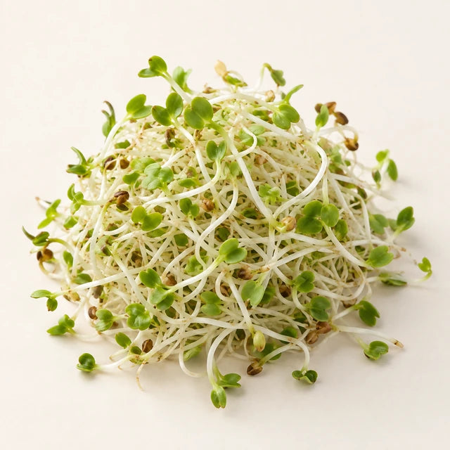 Alfalfa ingredient illustration