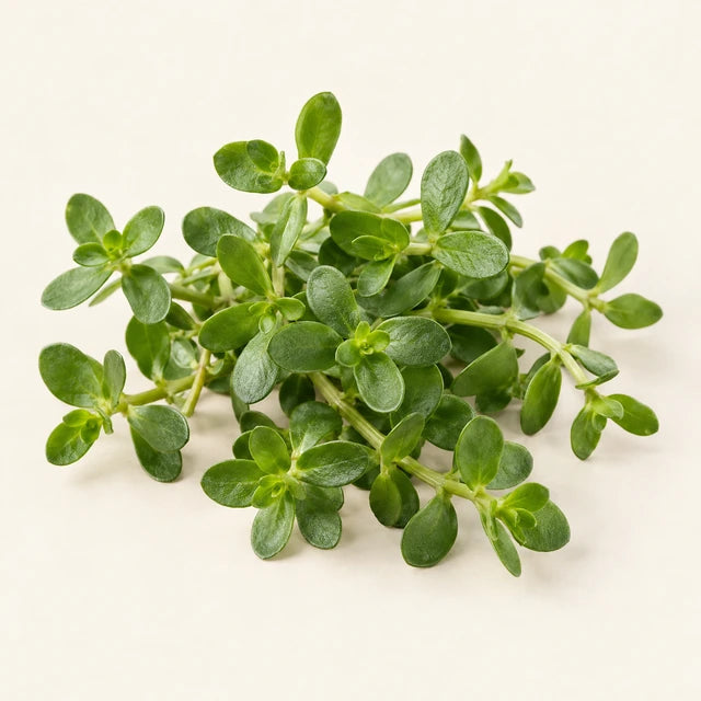 Bacopa ingredient illustration