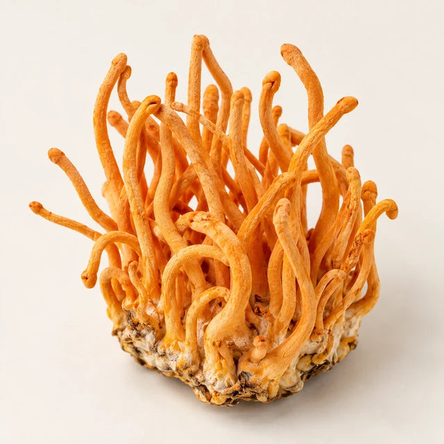 Cordyceps ingredient illustration