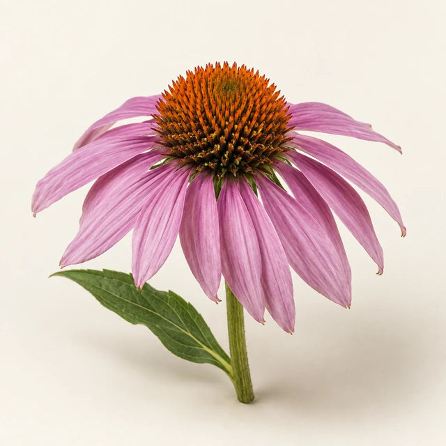 Echinacea ingredient illustration