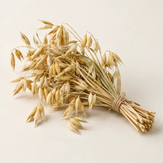 Oat straw ingredient illustration