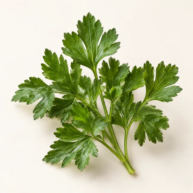 Parsley ingredient illustration