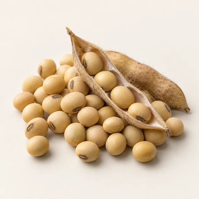 Soy germ isoflavones ingredient illustration