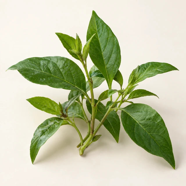 Anamu ingredient illustration