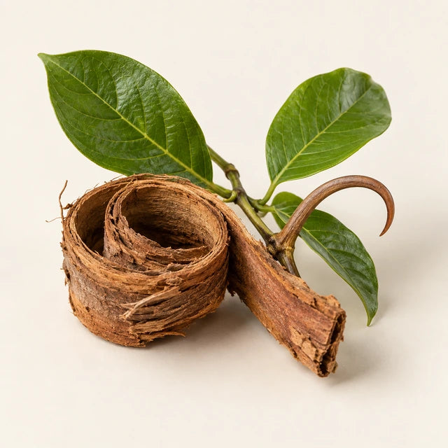 Cat’s claw ingredient illustration