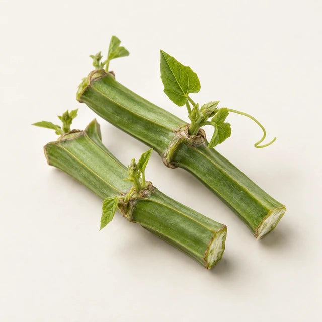 Cissus extract ingredient illustration