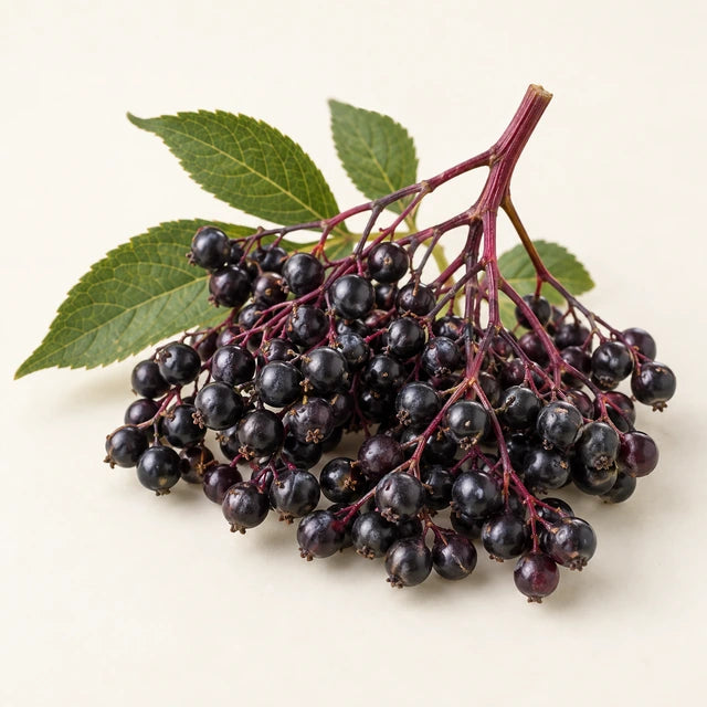 Elderberry ingredient illustration