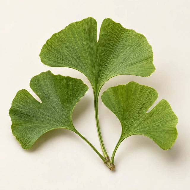 Ginkgo biloba ingredient illustration