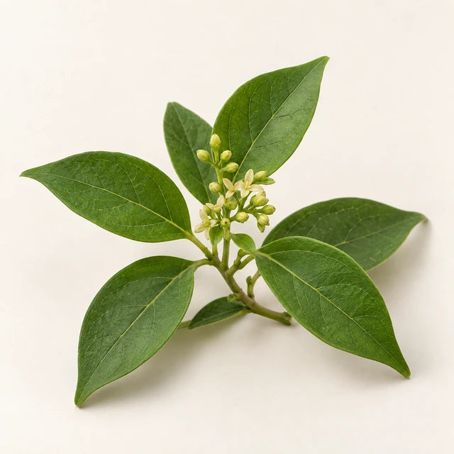 Gymnema sylvestre ingredient illustration