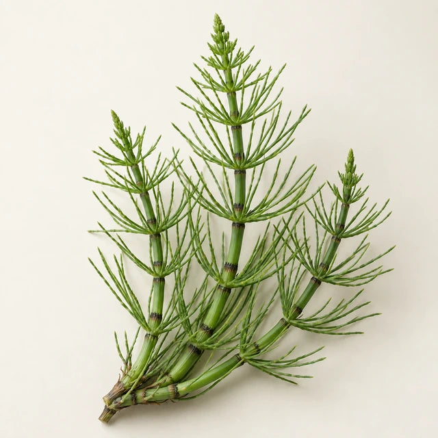 Horsetail extract ingredient illustration
