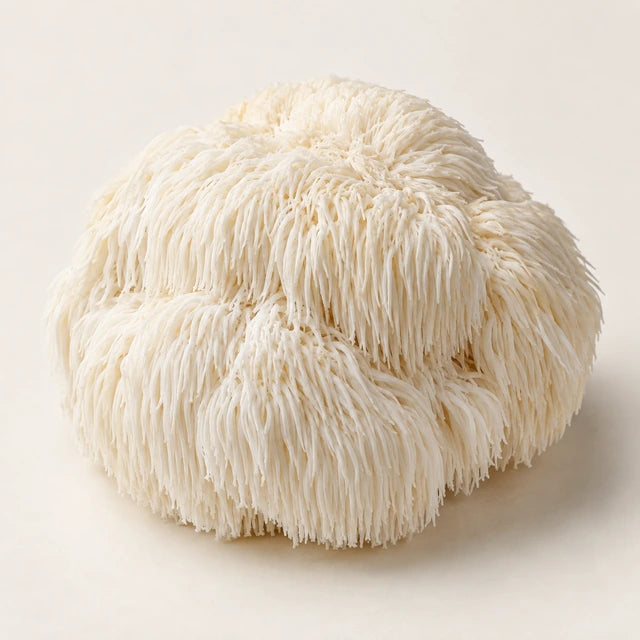 Lion’s mane ingredient illustration