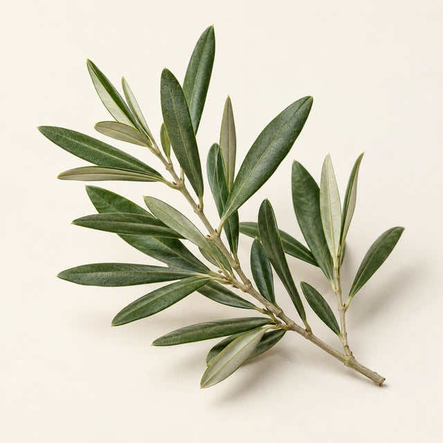 Olive leaf ingredient illustration