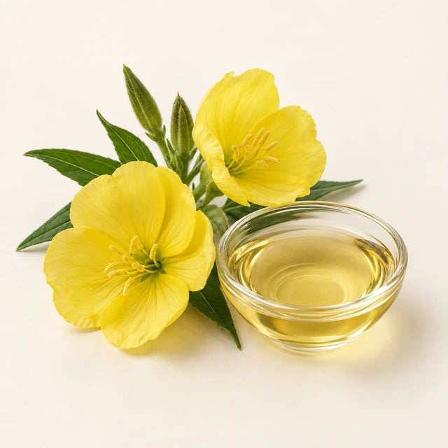 Evening primrose oil ingredient illustration