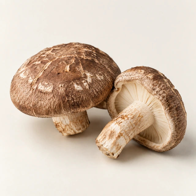 Shiitake ingredient illustration