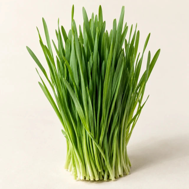 Wheatgrass ingredient illustration